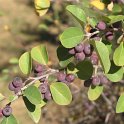 Cotoneaster granatensis